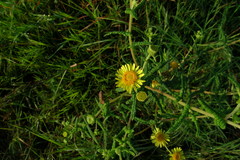 Pentanema indicum